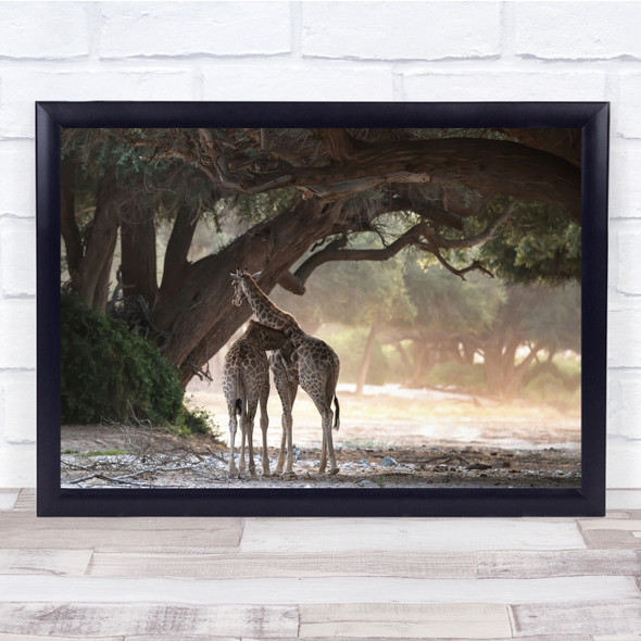 Kaokoland Namibia Africa Wild Animals Nature Giraffe Wall Art Print