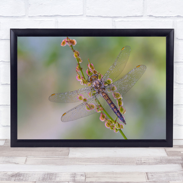 Orthetrum Brunneum dragon fly flower insect close up Wall Art Print