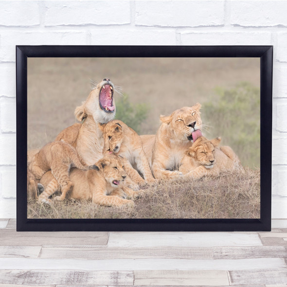 Lioness cleaning Feline Animal Wildlife Wild Nature Wall Art Print