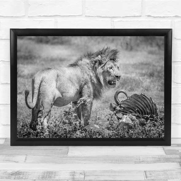 Lions Black & White Wildlife Nature Animals Carcass Wall Art Print