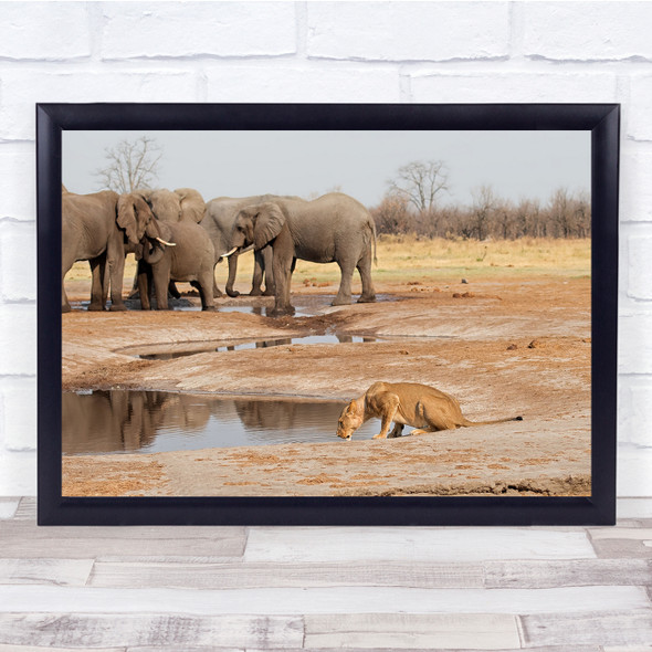 Lions Drinking Elephants water hole nature wildlife Wall Art Print