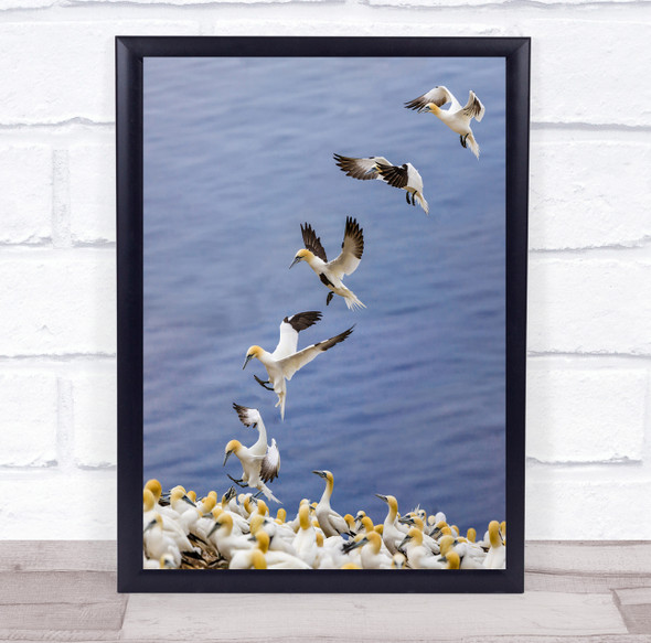 Quebec Canada Wildlife Perce Gannet Back Home birds Wall Art Print