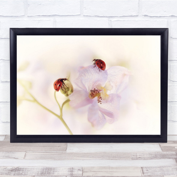 Two Ladybirds on pink petal flower white background Wall Art Print