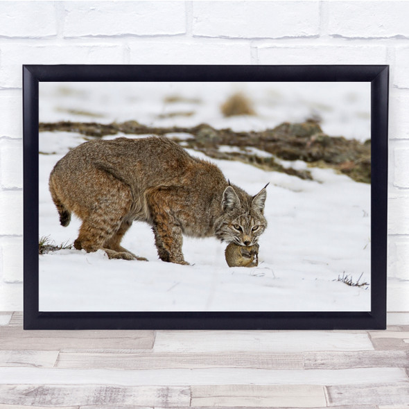 Bobcat Wildlife Nature Animals Feline Winter Snowy Wall Art Print