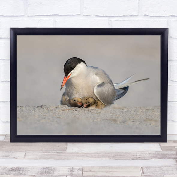 Protection Mother bird and chicks animals wildlife Wall Art Print