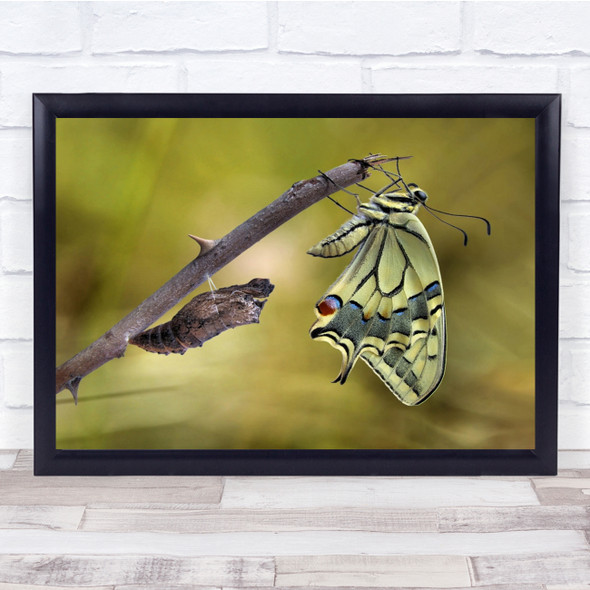 Wildlife Nature Animal Wild Africa Butterfly Shell Wall Art Print