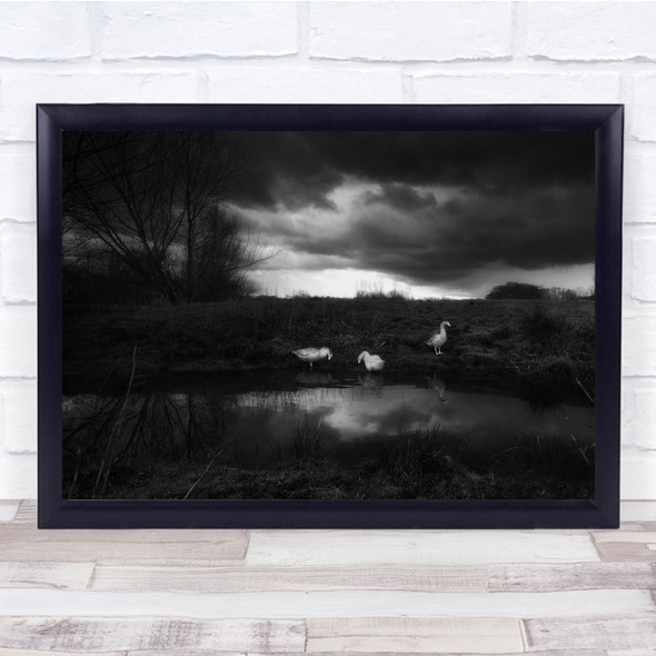 black and white landscape three ducklings at pond Wall Art Print