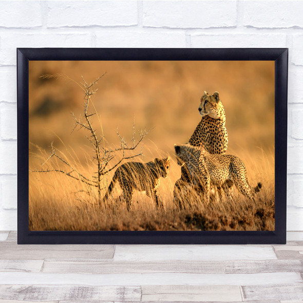 Cheetah Sunrise Morning nature wildlife landscape Wall Art Print