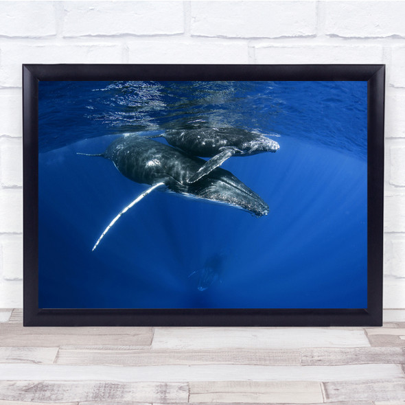 Humpback Whales Reunion Marine Underwater Animals Wall Art Print