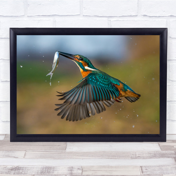 Kingfisher in flight fish in mouth action hunting Wall Art Print