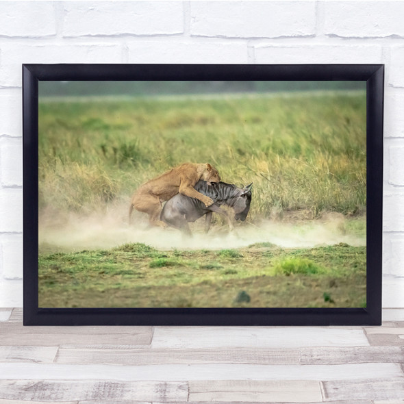 Lion Lioness Feline Wildebeest Wild Nature Animal Wall Art Print