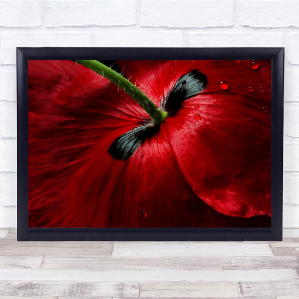 Poppy Papaver Red Drops Love Romance Water Flower Wall Art Print