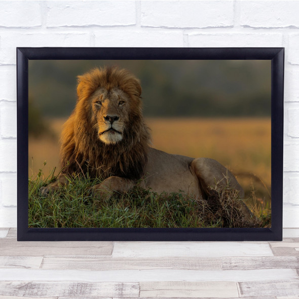 The King Lion majestic Laying wilderness wildlife Wall Art Print