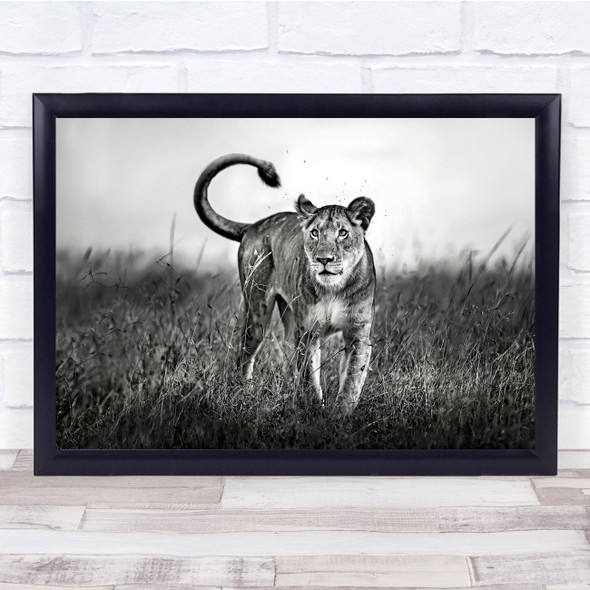 Africa Lion Wildlife Nature Animal Black & White Wall Art Print