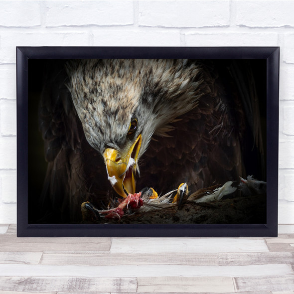 American Eagle Eating Predator Prey Bird Animals Wall Art Print