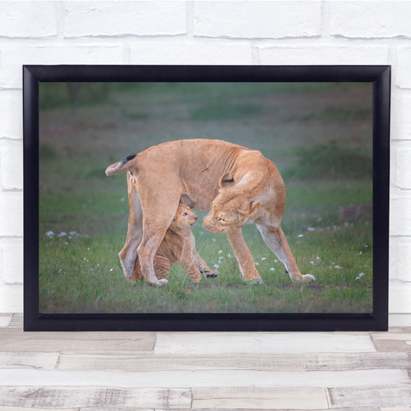 Lioness Feline Cub Cute Baby Young nature Animal Wall Art Print