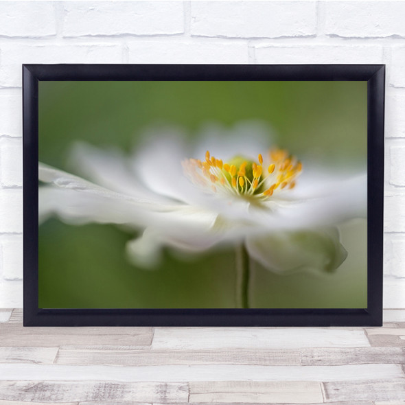 Macro Blur Soft Bokeh Green Summer Garden Flower Wall Art Print