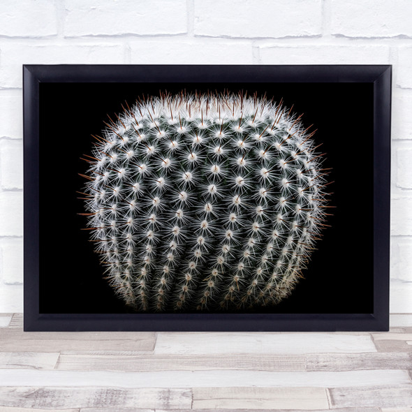 Notocactus Cactus Desert plant Macro Spines Fort Wall Art Print