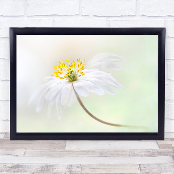 Anemone Nemorosa Wildflower Flower White petals Wall Art Print