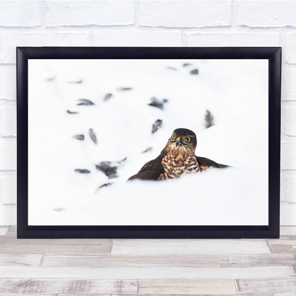 Animals Nature Bird Eagle Feathers Flying Snowy Wall Art Print