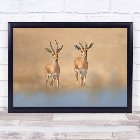 Gazelles Animal Wild Nature Wildlife Couple Duo Wall Art Print