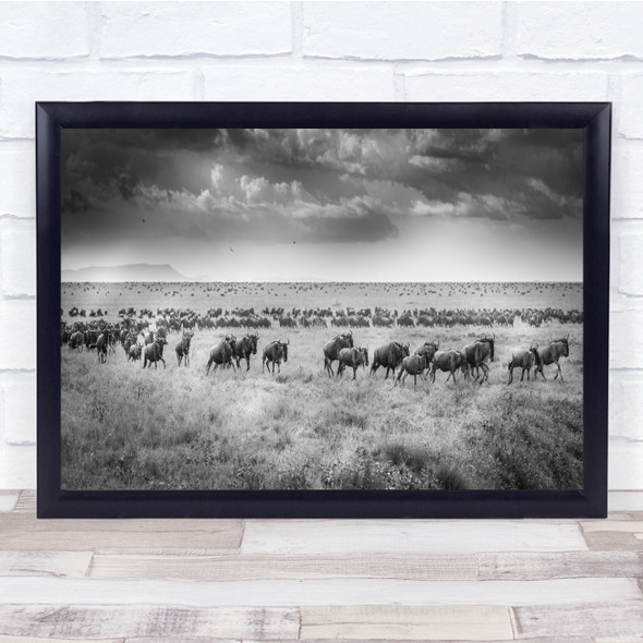 Wildebeests Great Migration Animals Black White Wall Art Print