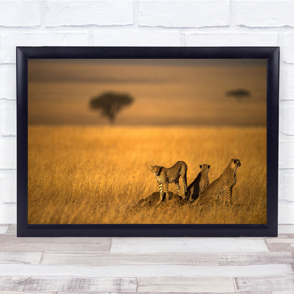 Wildlife Cheetah Nature Landscape Safari Travel Wall Art Print