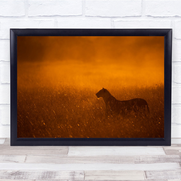 Lioness Orange Gold Golden Alone Lonely Hunter Wall Art Print