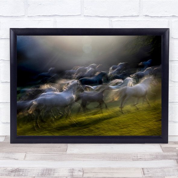 Lipicanci Under The Sun Horses in field blurry Wall Art Print