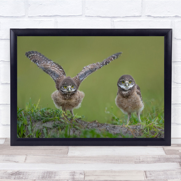 Owls Little Wings Bokeh Wildlife Nature Animal Wall Art Print