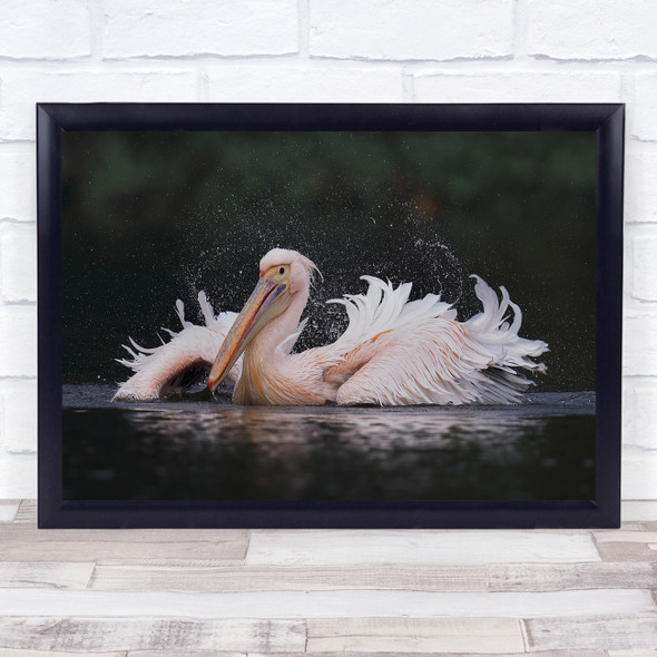 Pelican White Bird on lake feathers reflection Wall Art Print