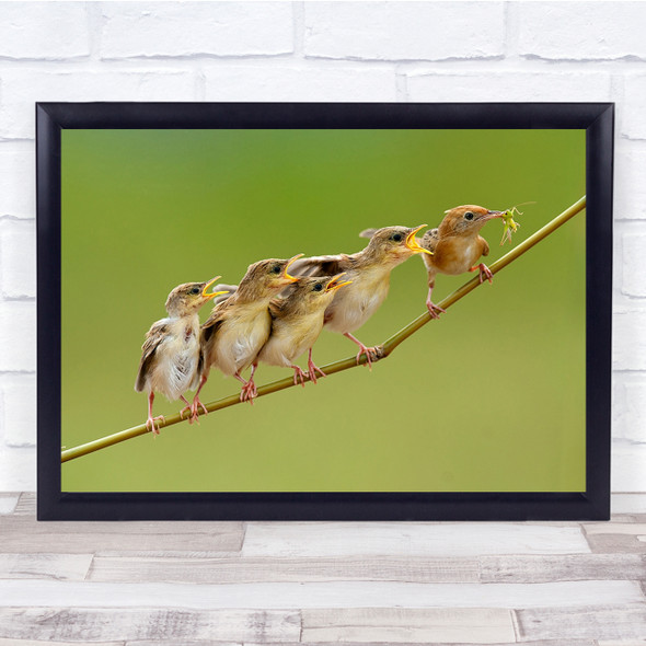 Nature Hungry Baby Cute Eating Wildlife Birds Wall Art Print