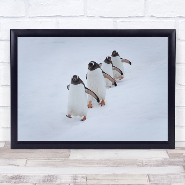 Penguins in line Animals Cute Wildlife Winter Wall Art Print