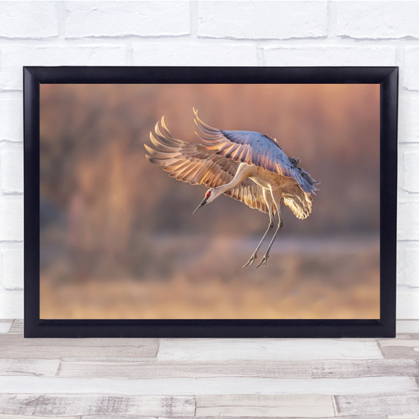 Ready For Landing heron bird animal in flight Wall Art Print