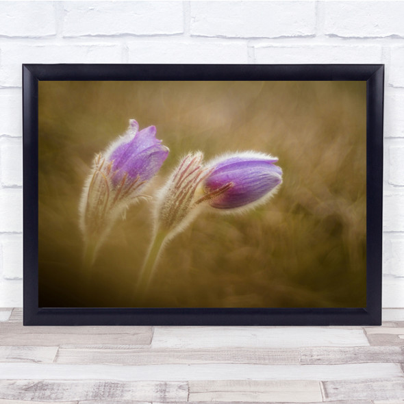 Soft Tender Macro Flower Purple Garden Meadow Wall Art Print