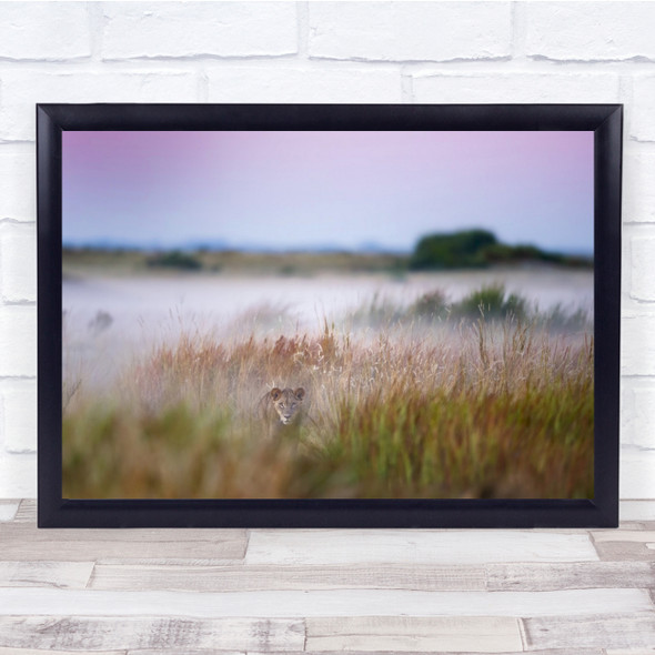 Sunrise Mood Lioness Morning Sneaking Hunting Wall Art Print