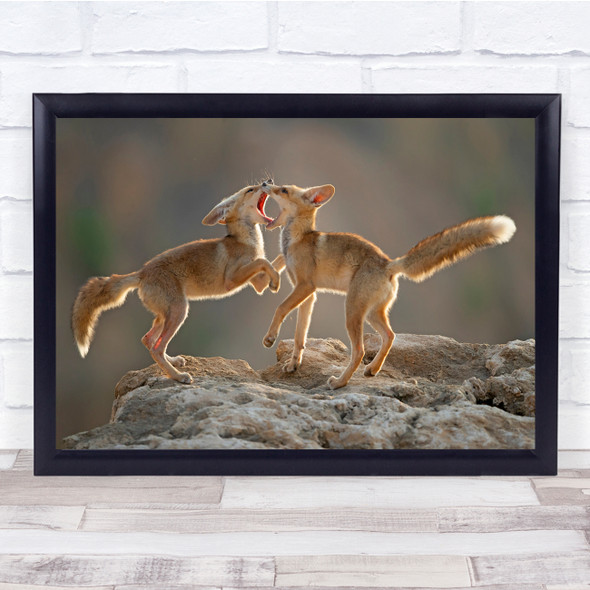 Tango Animals Play Fight Bite Wildlife Nature Wall Art Print