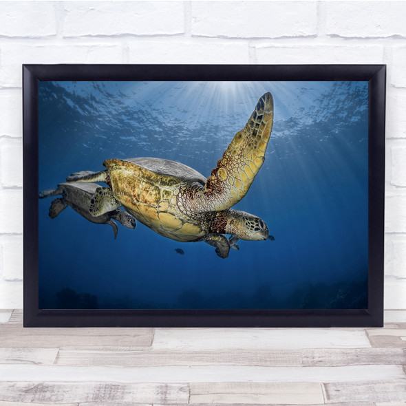 Underwater Turtles Sea Wildlife Nature Animal Wall Art Print