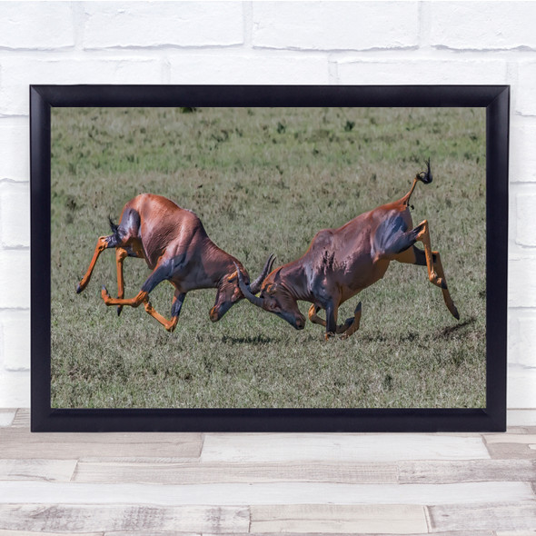 Wildlife Animals Kenya Fight Antlers Strength Wall Art Print