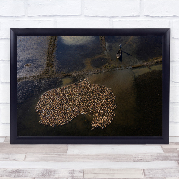 Aerial Drone Ducks herd Water nature Animals Wall Art Print