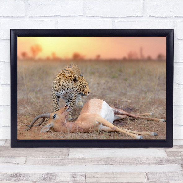 Cheetah Feline Prey Predator nature wildlife Wall Art Print