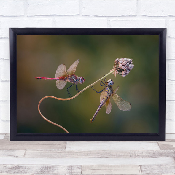 Dragonflies Insects flower pink flying wings Wall Art Print