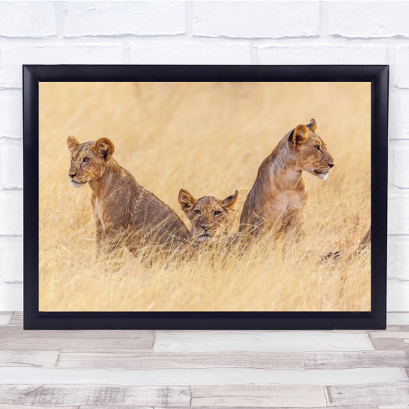 Lion Lioness Trio National Park Kenya Africa Wall Art Print