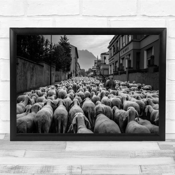 Sheep Street Animals Black & White City Herd Wall Art Print
