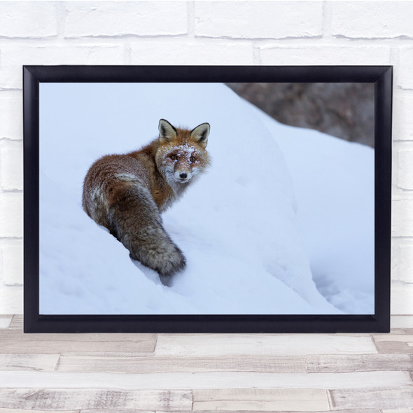 Animals Red Foxes Wildlife Nature Snow Cold Wall Art Print