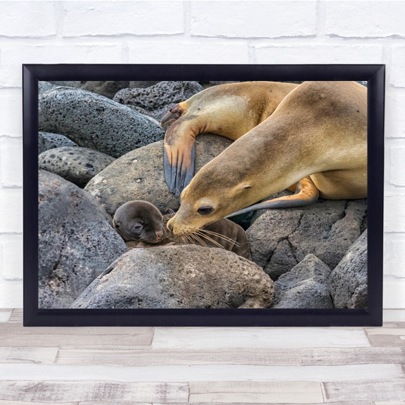 Galapagos Islands Sea Lion Baby Mother Kiss Wall Art Print