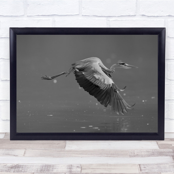 Grey Heron Bird flying action Wing flapping Wall Art Print