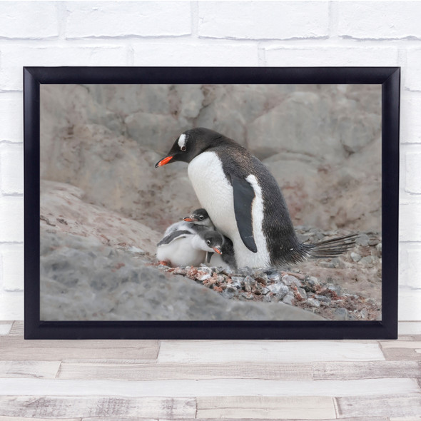 Penguins Animals Wildlife Nature Young Cute Wall Art Print