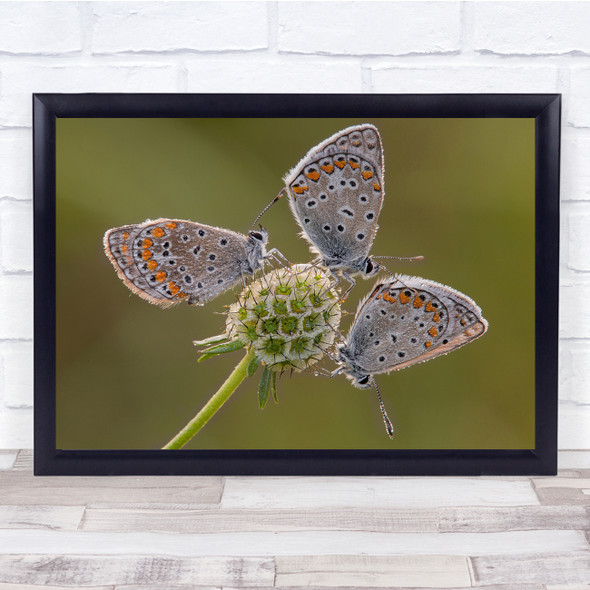 The Pinwheel Butterfly insects Green flower Wall Art Print