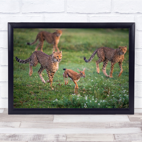 Wildlife nature field cheetahs hunting prey Wall Art Print